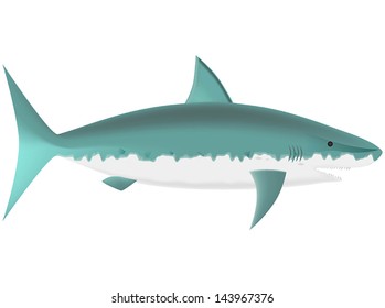 predatory large shark. image, Vector