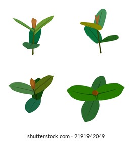 Preening and simple leaves with a white background