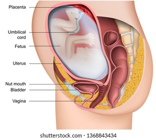 pregnancy 3d medical vector anatomy illustration isolated on white background with english description