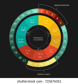 Pregnancy Calendar. Menstrual And Pregnancy Cycle Graphic. Average Menstrual Cycle Days. Bleeding Period ) And Ovulation 