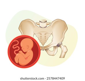 Pregnancy challenges with Cephalopelvic Disproportion - Stock Illustration as EPS 10 File