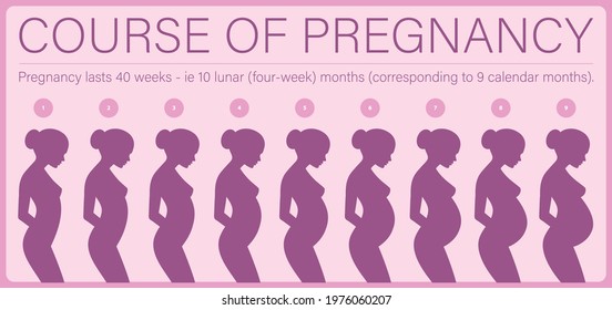 236 Different stages pregnancy Images, Stock Photos & Vectors ...