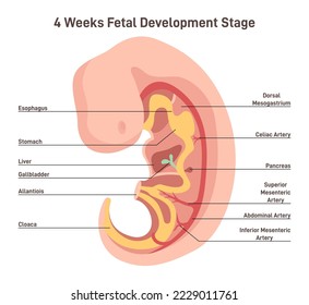 Pregnancy development concept. Anatomy of the 4 weeks human fetus. Embryo development stage.