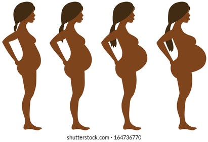 Pregnancy Development in Four Stages