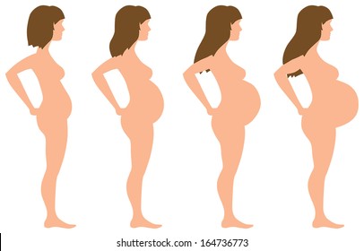 Pregnancy Development in Four Stages