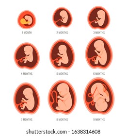Pregnancy fetal foetus development . Embryonic month stage growth month by month cycle from 1 to 9 month to birth. Medical infographic elements isolated on white background. Flat vector illustration
