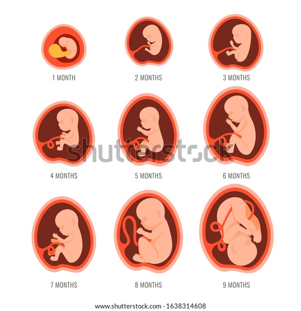 Pregnancy Fetal Foetus Development Embryonic Month Stock Vector ...