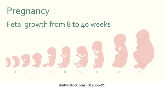 Human Fetus Size Chart