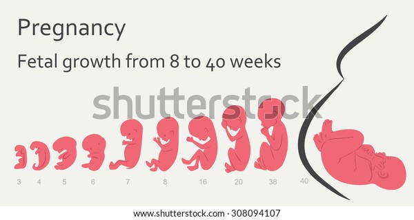 妊娠 胎児の成長は8 40週間 妊娠 受精から出産 胎児への胎児の成長 胚発生 胎児の大きさと形 ヒトの卵細胞 胎児 胚 妊娠の胎児月 のベクター画像素材 ロイヤリティフリー