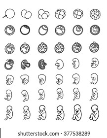 Pregnancy. Fetal growth from fertilization to birth, fetus development.  Infographics. 