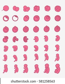 Pregnancy. Fetal growth from fertilization to birth, fetus development. Embryo development.  fetal size and shape. Birth. Human egg cell, fetus, embryo. Baby fetus. Fetus months of pregnancy