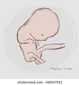 Pregnancy. Fetal growth from fertilization.  Embryo development. Human fetus