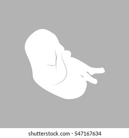 Pregnancy. Fetal growth from fertilization. Embryo development. Human fetus