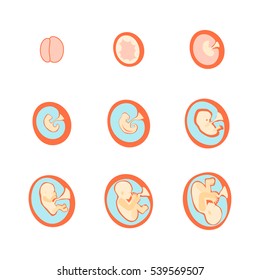 Pregnancy Fetal Growth Stage Development Inside Stock Vector (royalty 