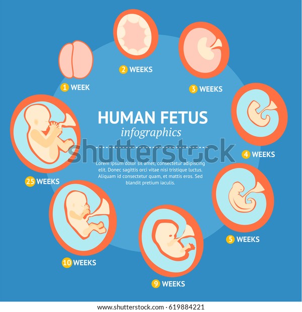 妊娠胎児成長期の胎内発展インフォグラフィックメニューバナーカード フラットデザインスタイルのベクターイラスト のベクター画像素材 ロイヤリティフリー