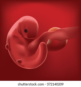 Stages Human Growth Development Images, Stock Photos ...