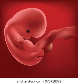 Pregnancy. Fetal growth.  ultrasound,  baby fetus,  fetus development. 7 weeks. Fetal growth from fertilization to birth, fetus development. Embryo development. Baby fetus. Fetus months of pregnancy