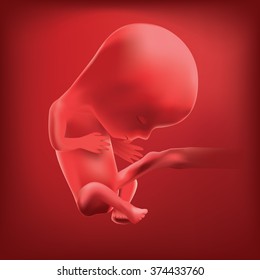 Pregnancy. Fetal growth.  ultrasound,  baby fetus,  fetus development. 12 weeks. Vector. 3D Realistic