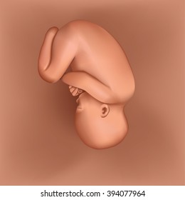 Pregnancy. Fetal growth.  ultrasound,  baby fetus,  fetus development. 35-40 weeks. Vector. Birth