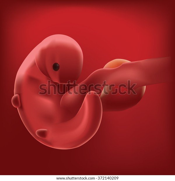 Pregnancy. Fetal growth.  ultrasound,  baby\
fetus,  fetus development. 4 weeks. Fetal growth from fertilization\
to birth, fetus development. Embryo development. Baby fetus. Fetus\
months of pregnancy