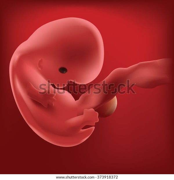 Grossesse Croissance Foetale Ultrasons Foetus Bebe Image Vectorielle De Stock Libre De Droits