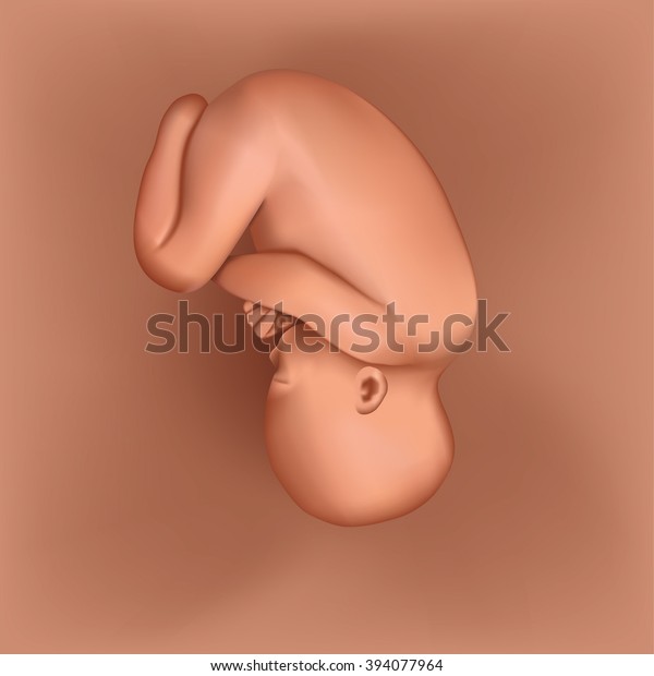 Pregnancy. Fetal growth. \
ultrasound,  baby fetus,  fetus development. 35-40 weeks. Vector.\
Birth