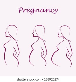 pregnancy illustration