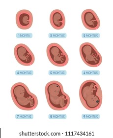 Stages Embryo Development Vector Flat Infographic Stock Vector (Royalty ...