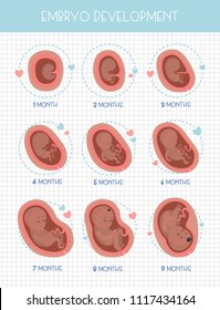 Pregnancy month by month. Stages of embrio development