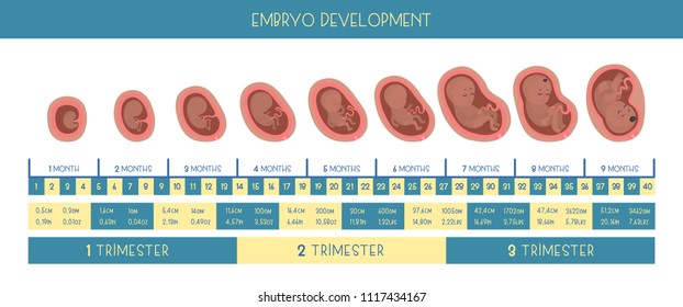 Pregnancy Month By Month Stages Embrio Stock Vector Royalty Free 1117434167 Shutterstock 1036