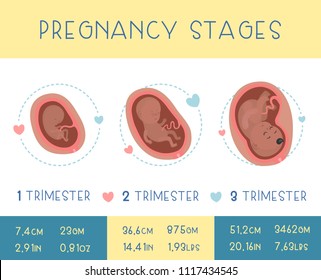 Pregnancy Month By Month Stages Embrio Stock Vector (Royalty Free ...