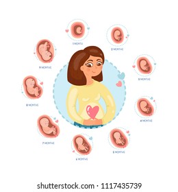 Pregnancy month by month. Stages of embrio development