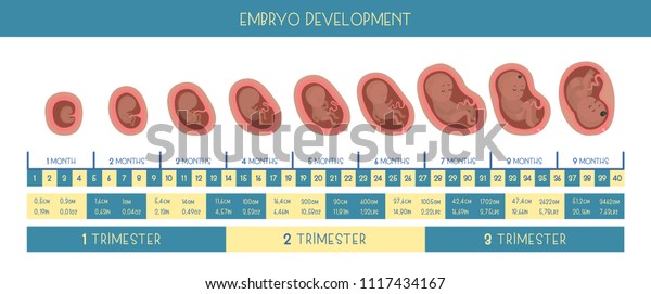 Pregnancy Month By Month Stages Embrio Stock Vector (Royalty Free ...