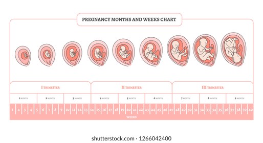 Fetus Images, Stock Photos & Vectors | Shutterstock