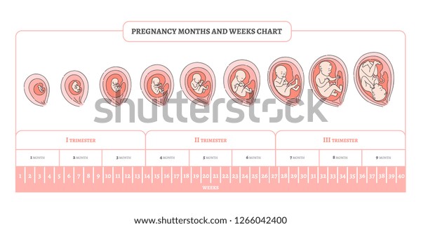 Pregnancy Month Weeks Trimesters Chart Stages Stock Vector (Royalty ...