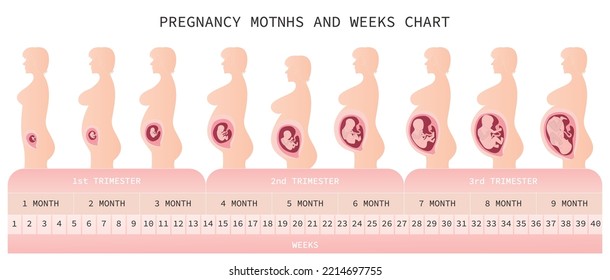 Pregnancy months and weeks chart. Medicine vector illustration.