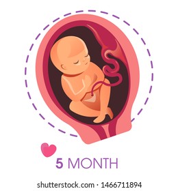 Pregnancy and motherhood 5 month fetus or embryo isolated icon vector baby in uterus child development stage umbilical cord and placenta, new life fertilization female reproductive function womb