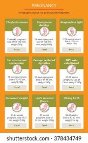 Pregnancy. Prenatal fetal development. Infographics by week description. From 15 weeks before birth