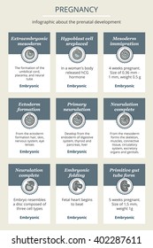 Pregnancy. Prenatal fetal development. Infographics by week description. 4-5 weeks.  Set. Fetus Icon Isolated