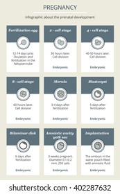 Pregnancy. Prenatal fetal development. Infographics by week description. Fertilization. Set. Fetus Icon Isolated