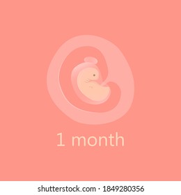 Pregnancy stage 1 month. Fetus in uterus with umbilical cord vector ovum fertilization unborn baby growth embryo development or evolution reproduction motherhood trimester 