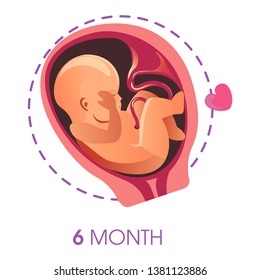 Pregnancy stage 6 month embryo in uterus with umbilical cord vector unborn baby growth fetus development human being evolution motherhood trimester medicine and health calendar female reproduction