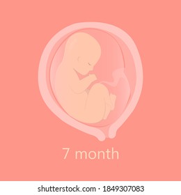Pregnancy stage 7 month fetus in uterus with umbilical cord vector ovum fertilization unborn baby growth embryo development or evolution reproduction motherhood trimester medicine and health calendar