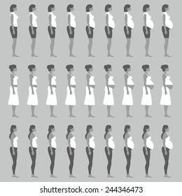 pregnancy stages
