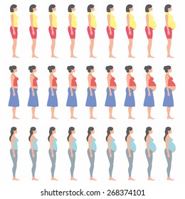 pregnancy stages