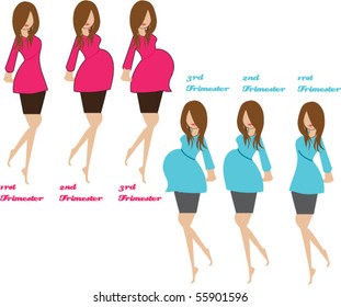pregnancy stages