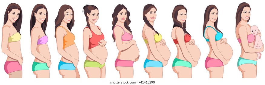 pregnancy stages