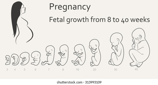 6,929 Baby development stages Images, Stock Photos & Vectors | Shutterstock