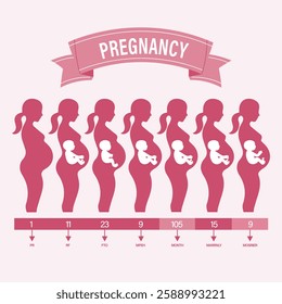 Pregnancy Stages and Fetal Development Illustration
