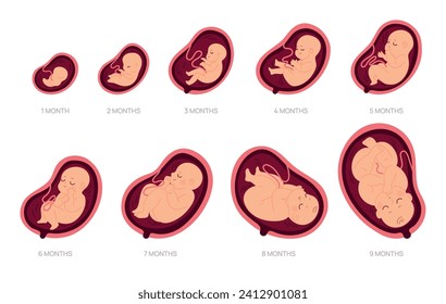 Pregnancy stages. Fetal foetus development process, human embryo growth for nine months, medical education and health, reproduction gynecology poster, cartoon isolated